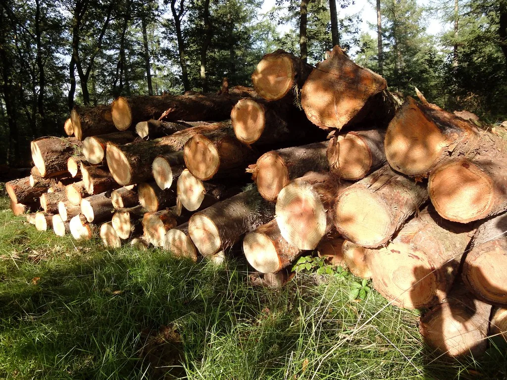What Moisture Should Firewood Be? The 20% Rule Explained